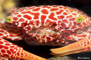 Swiss crab :-) by Raoul Caprez 